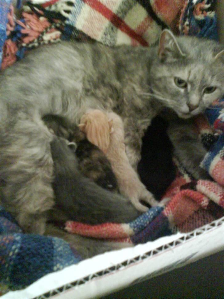 Huskat buster (tante) - jeg passer på dem billede 10