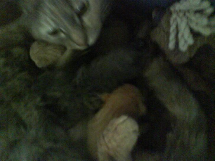 Huskat buster (tante) billede 11