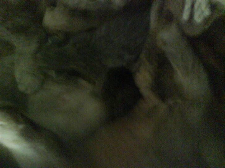 Huskat buster (tante) billede 12