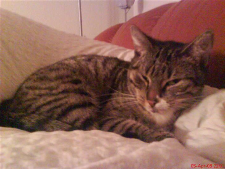 Huskat Vimse - Hvad nu mor? billede 1