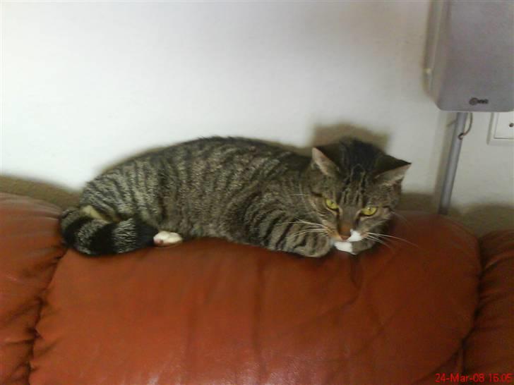 Huskat Vimse - Første dag hos min nye mor billede 2