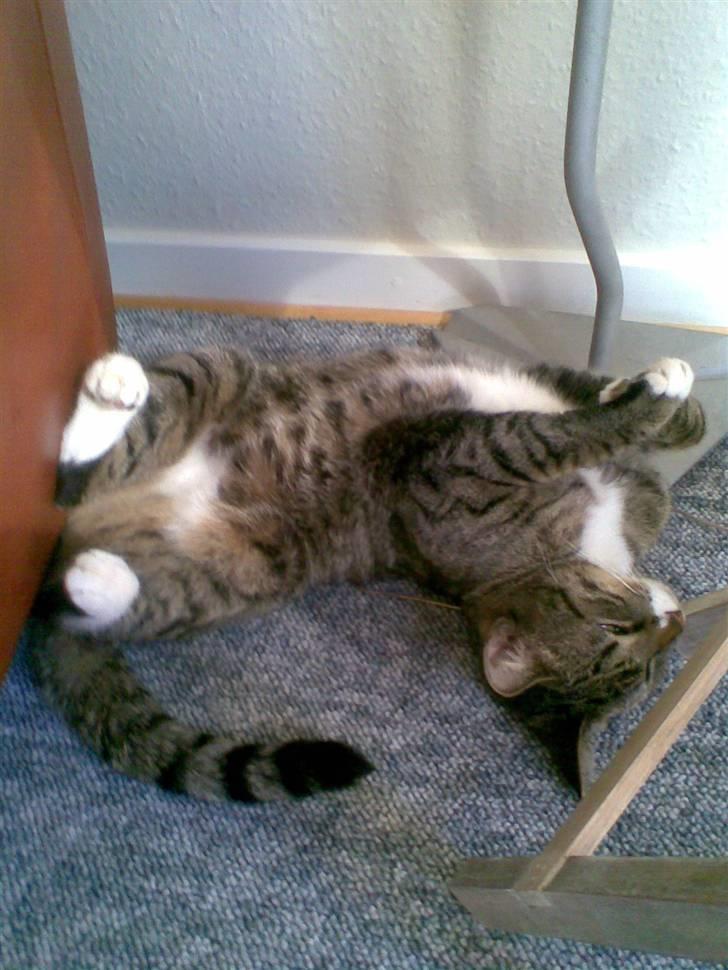 Huskat Vimse - Tager mig lige en slapper billede 3