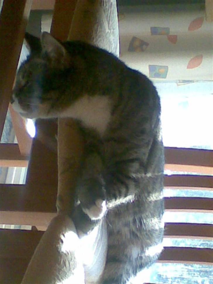 Huskat Vimse - hvad er der mon dernede? billede 4