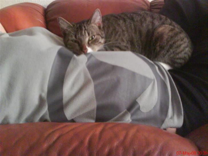 Huskat Vimse - Passer lige på mors baby, ved at være på maven billede 5