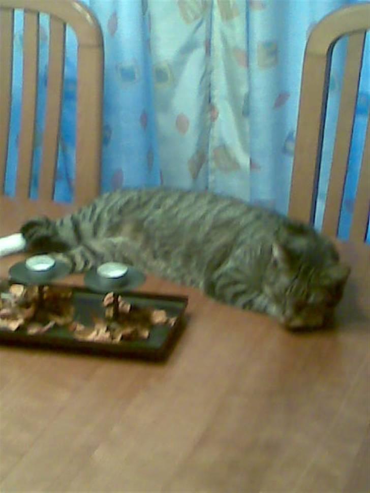 Huskat Vimse - Jahhh jeg må jo ikke være på bordet, meeeen tror ikke der er nogle som opdager det billede 6