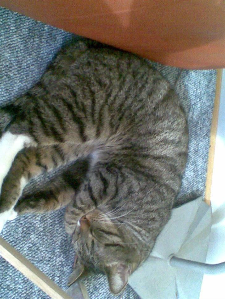 Huskat Vimse - Sover sødt billede 7