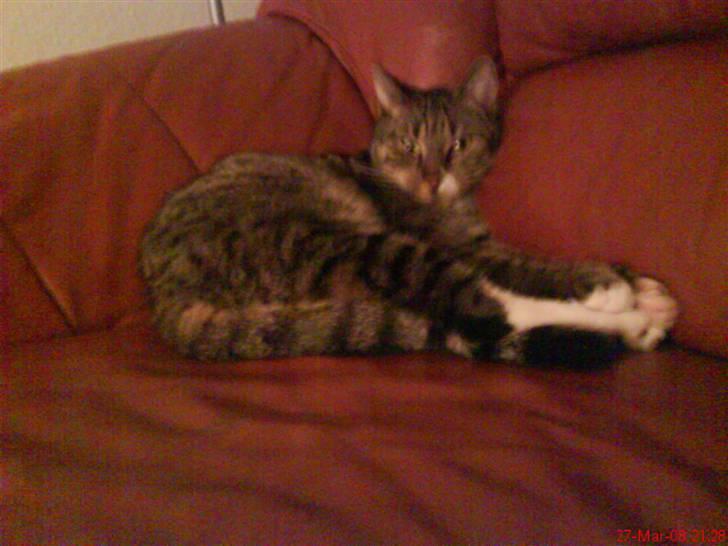 Huskat Vimse - MOAR STOP SÅ!!!!! Gider ikke flere billeder  billede 8