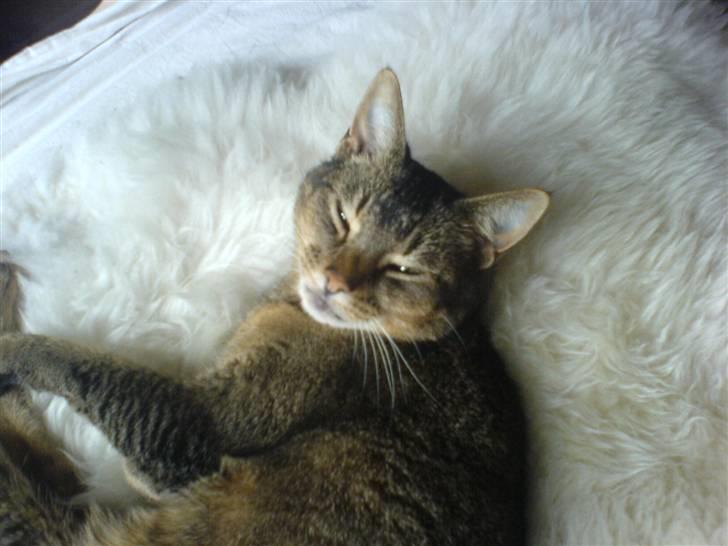 Blanding af racer Line  billede 1