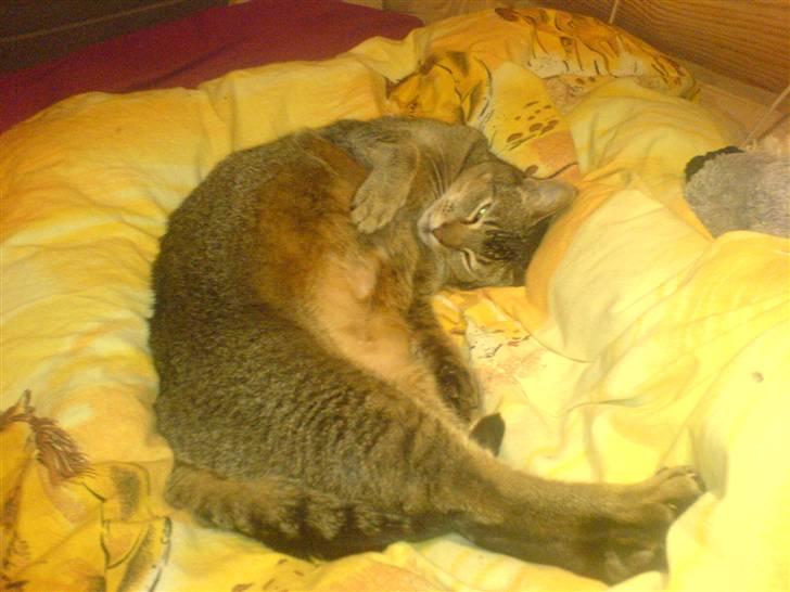 Blanding af racer Line  billede 2