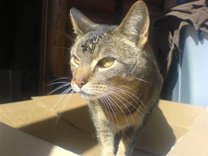 Blanding af racer Line  - smukke, smukke Line ! billede 3