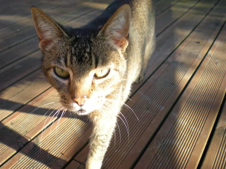 Blanding af racer Line  billede 4