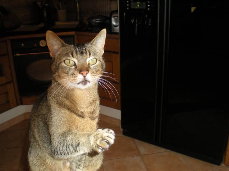 Blanding af racer Line  - Line er på vej til at give pote <3. det dejlige lille myr ! billede 5