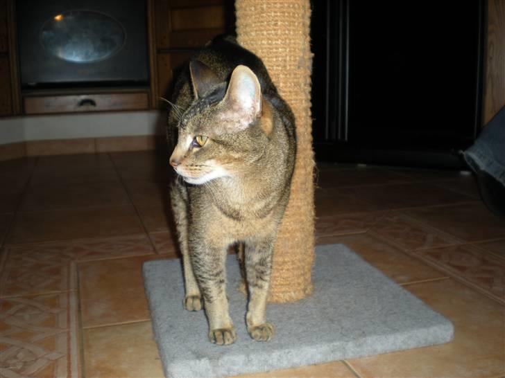 Blanding af racer Line  billede 6