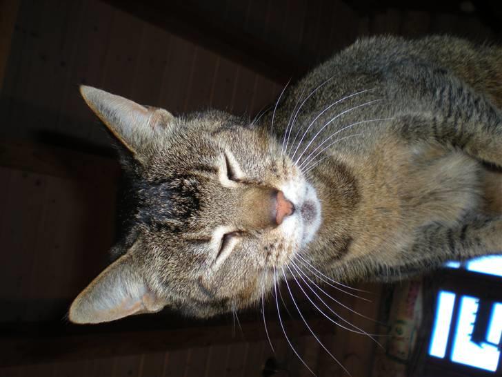 Blanding af racer Line  - ündskyld, at det vender den forkerte vej :/ billede 7