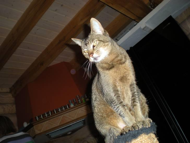 Blanding af racer Line  billede 8