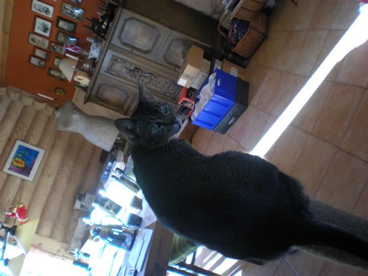 Blanding af racer Line  - undskyld det vender den forkerte vej billede 9