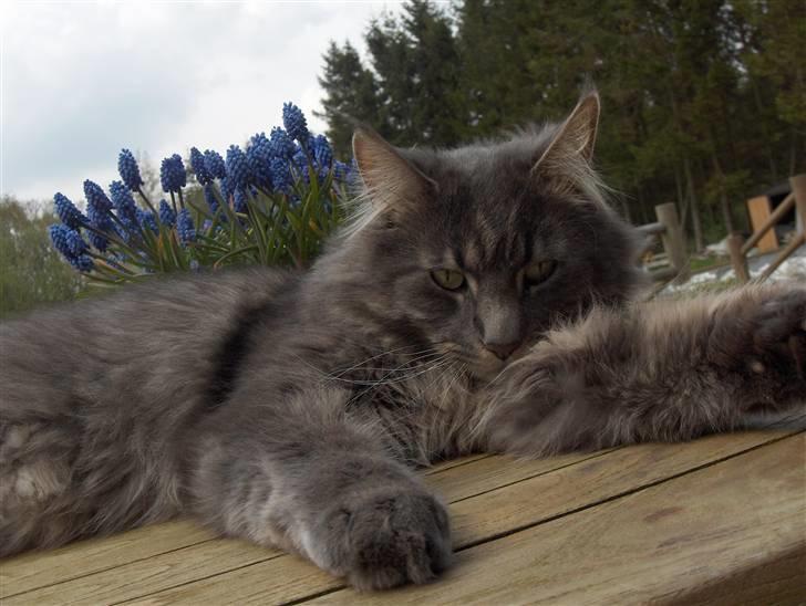 Blanding af racer Brutus billede 9