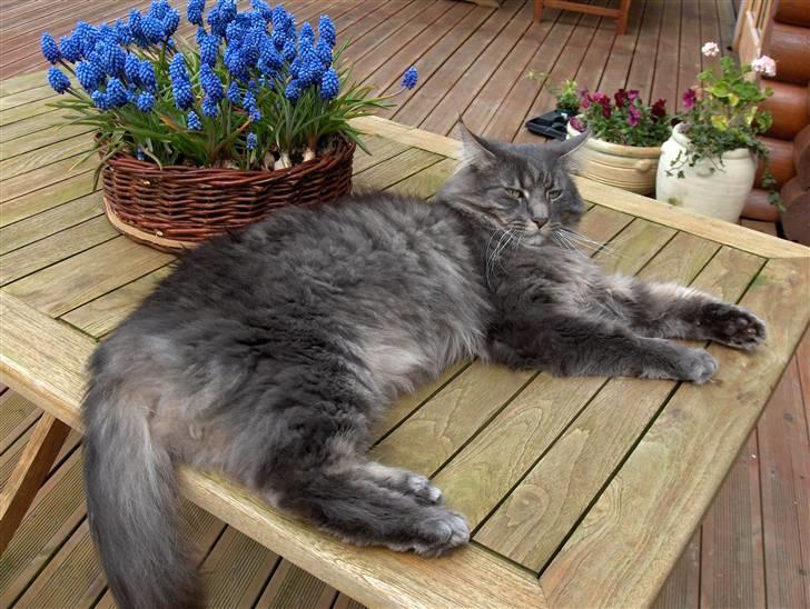 Blanding af racer Brutus - han nyder det gode vejr (; billede 10