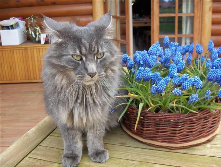 Blanding af racer Brutus billede 11