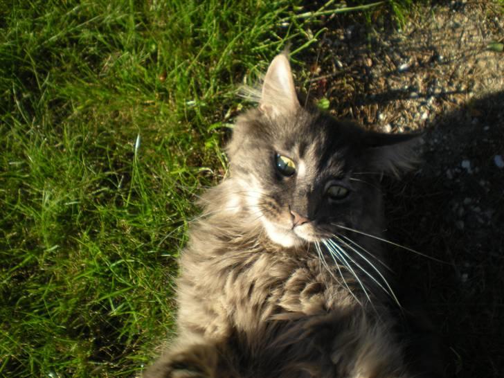 Blanding af racer Brutus billede 12