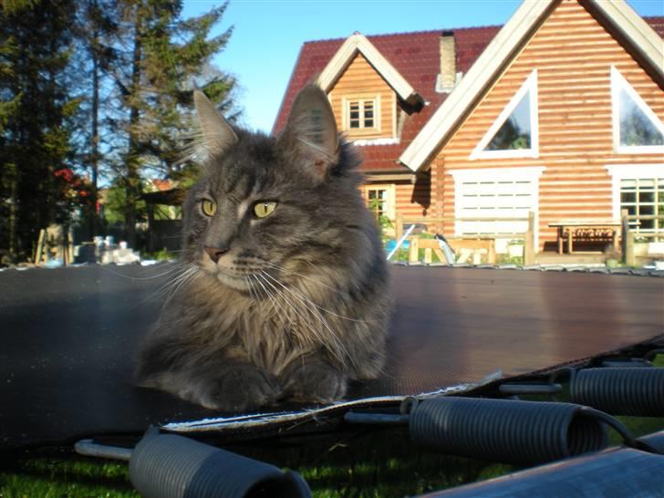 Blanding af racer Brutus billede 13