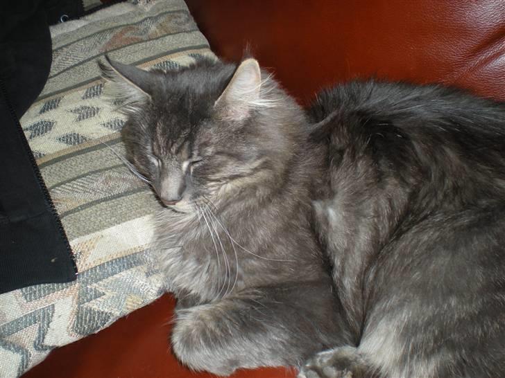 Blanding af racer Brutus billede 14