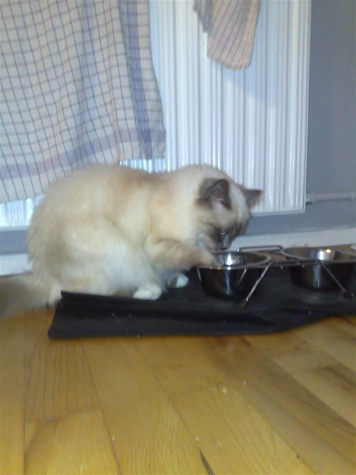 Hellig Birma Feleisa - Aahhh det er bare dejlig med noget at drikke, i denne varme :) billede 16