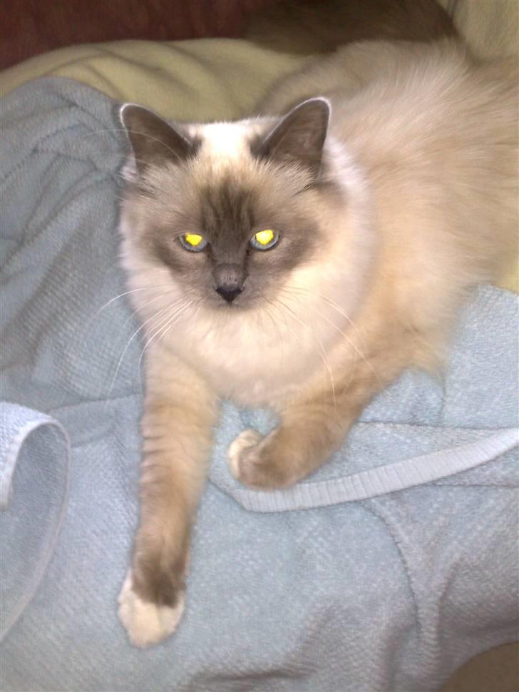 Hellig Birma Feleisa - :) :) :) billede 17