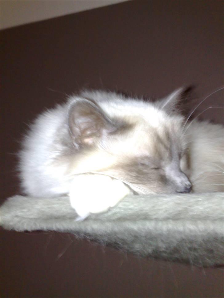 Hellig Birma Feleisa - Sover lidt i krassetræet, dejligt billede 18