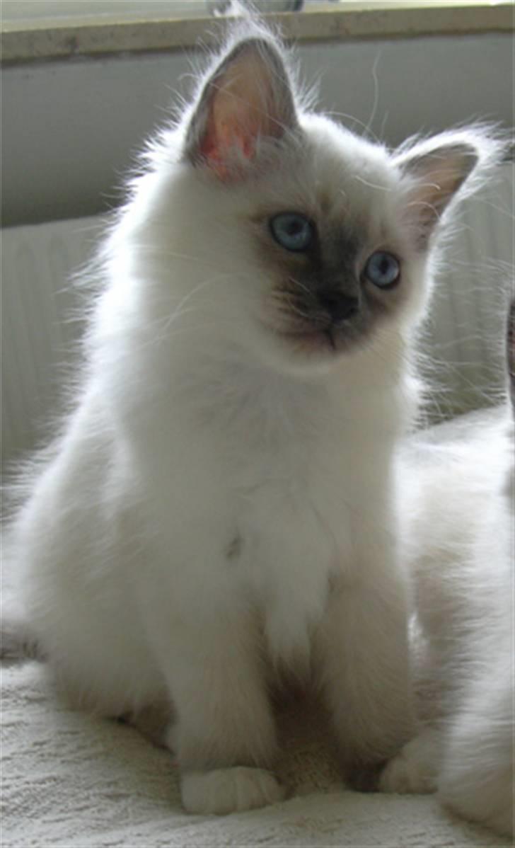 Hellig Birma Feleisa - Davs... :) billede 19