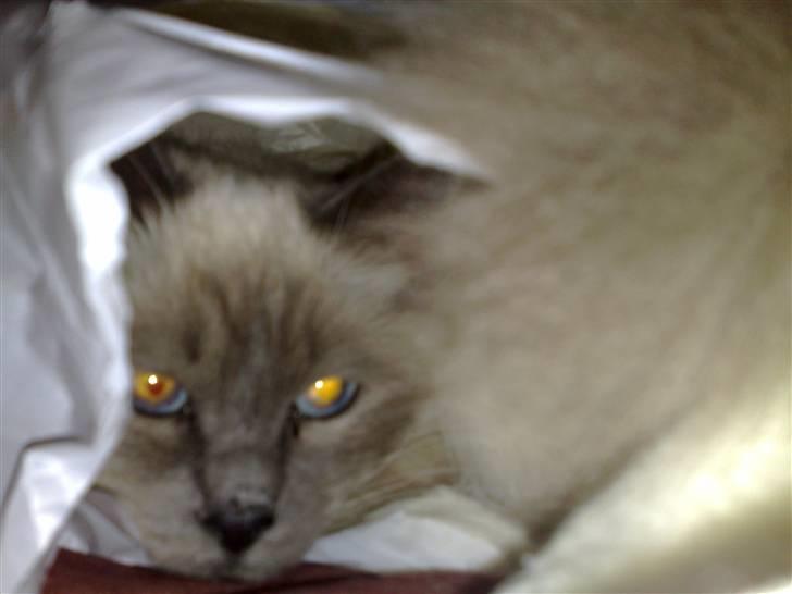 Hellig Birma Kasmir - Jeg elsker bare små gemme steder hihi billede 17