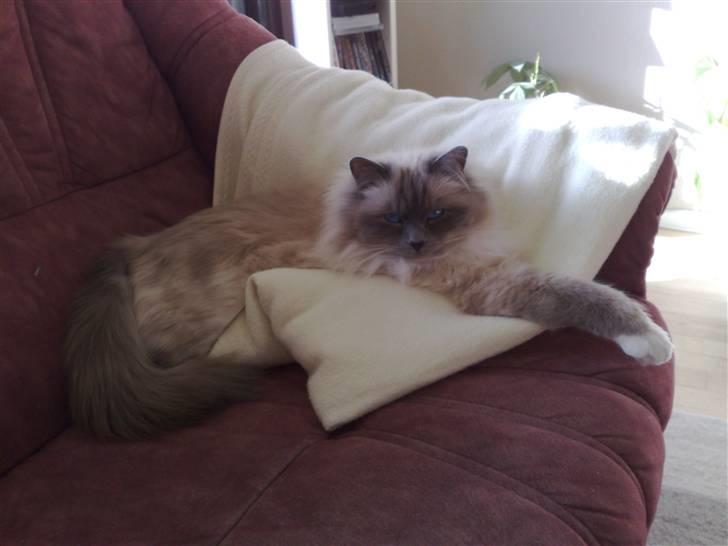 Hellig Birma Kasmir - Ja det er min plads :) billede 18