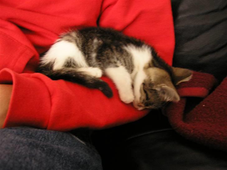 Huskat Fu Quan billede 11