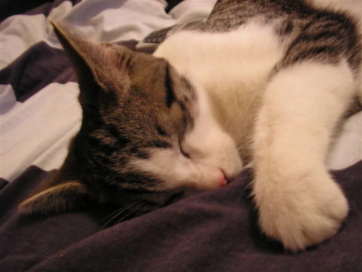 Huskat Fu Quan billede 12