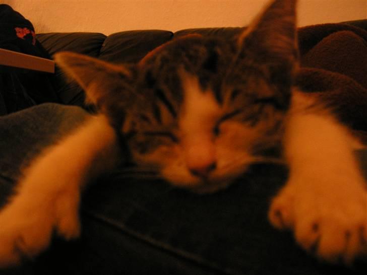 Huskat Fu Quan billede 13