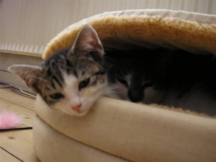 Huskat Fu Quan billede 14