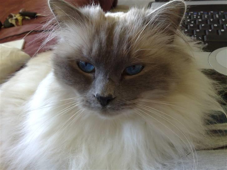 Hellig Birma Kasmir - ...Kongen... billede 19