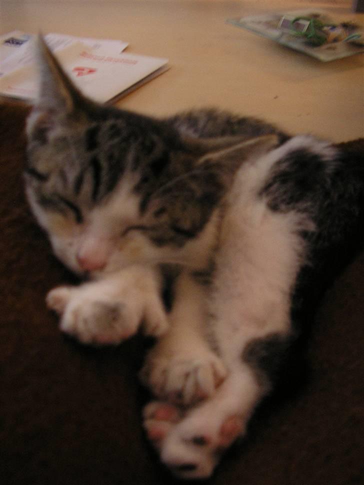 Huskat Fu Quan billede 15