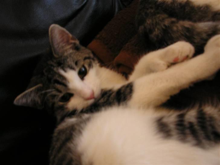 Huskat Fu Quan billede 16