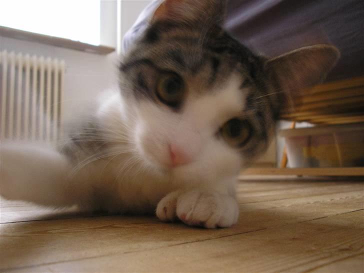 Huskat Fu Quan billede 17