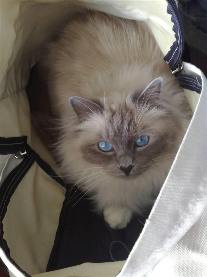 Hellig Birma Kasmir - Tasker har alt været gode! billede 20