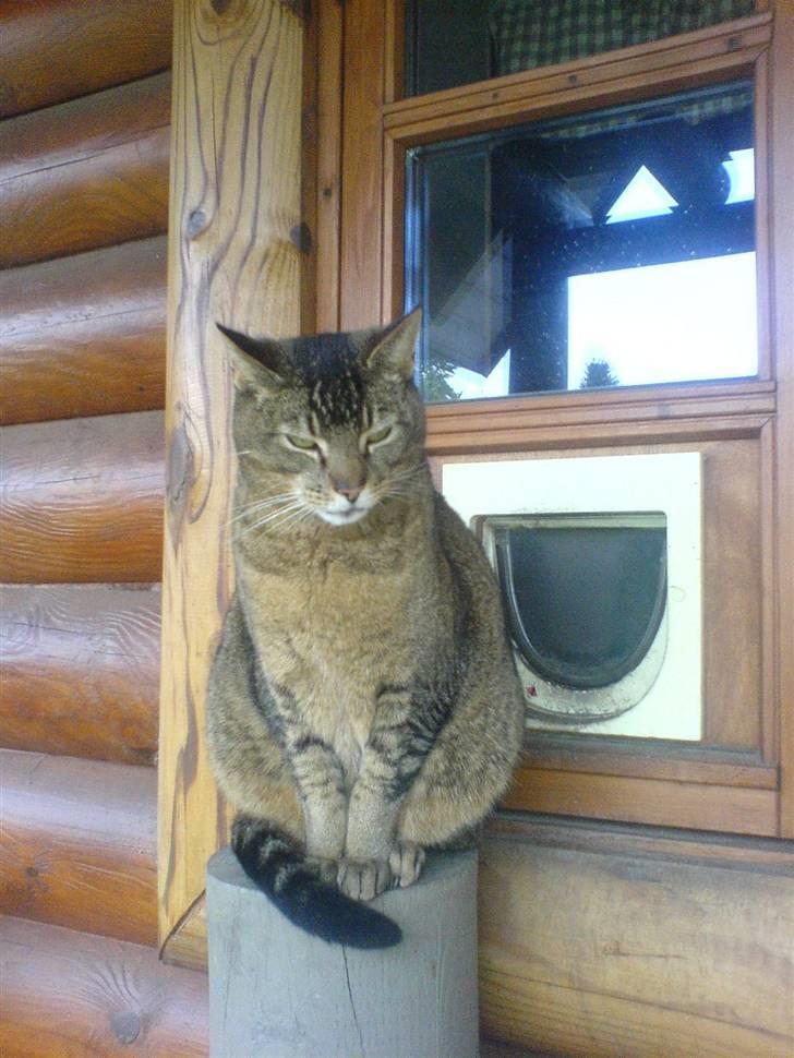 Blanding af racer Buzz  billede 1