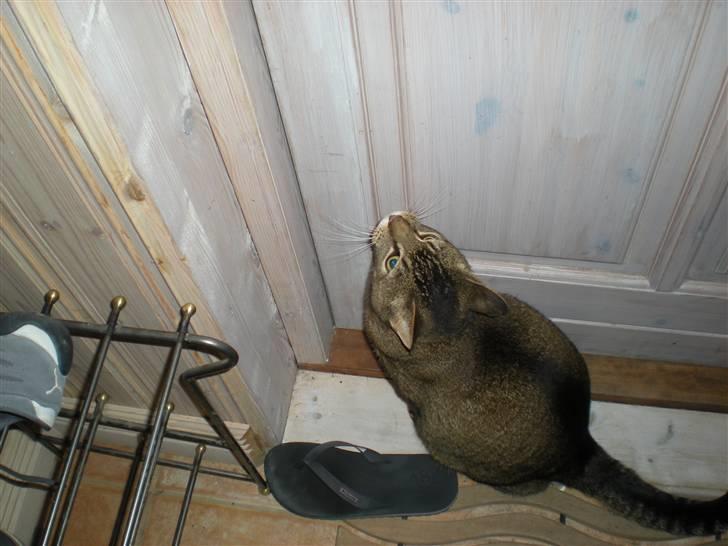 Blanding af racer Buzz  billede 2