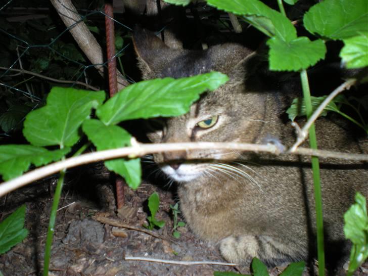 Blanding af racer Buzz  billede 3