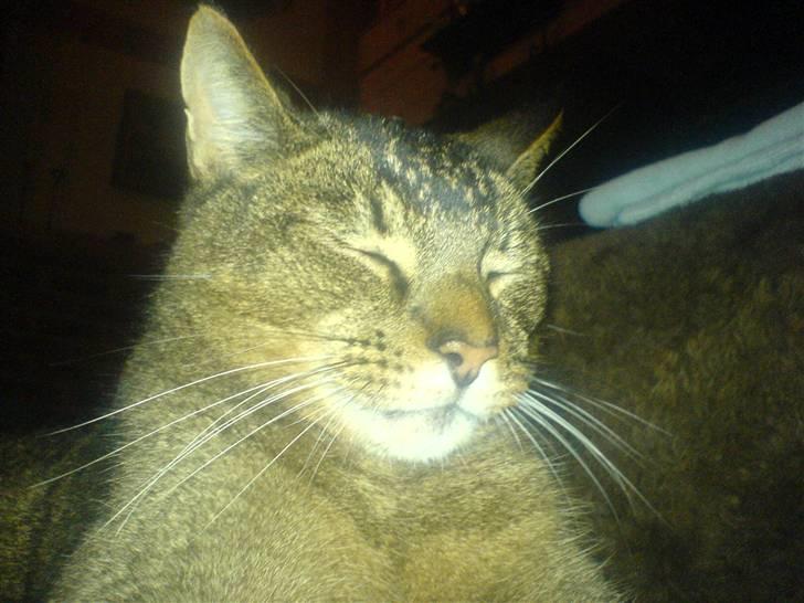 Blanding af racer Buzz  billede 4