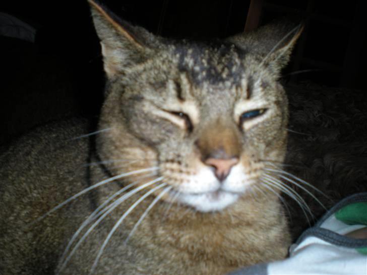 Blanding af racer Buzz  billede 5