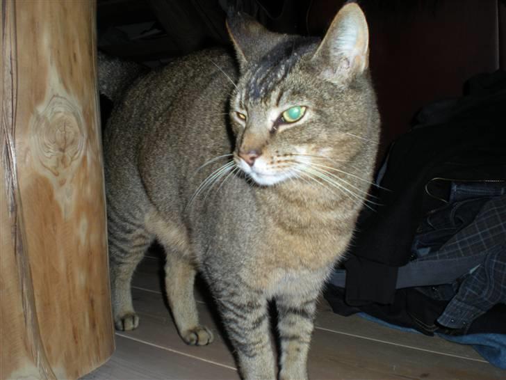 Blanding af racer Buzz  billede 6