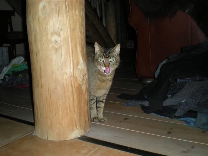 Blanding af racer Buzz  billede 7