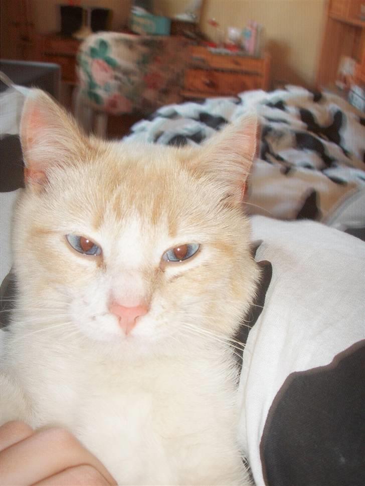 Blanding af racer Mirakolix - Rako i min seng.. billede 9