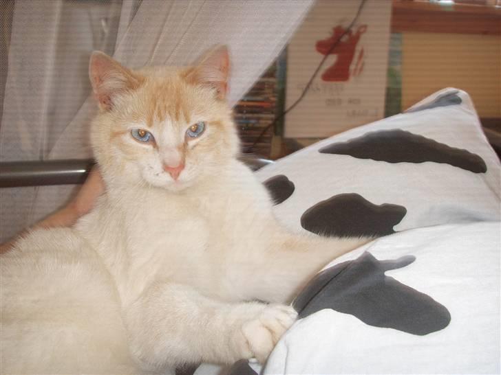 Blanding af racer Mirakolix billede 10